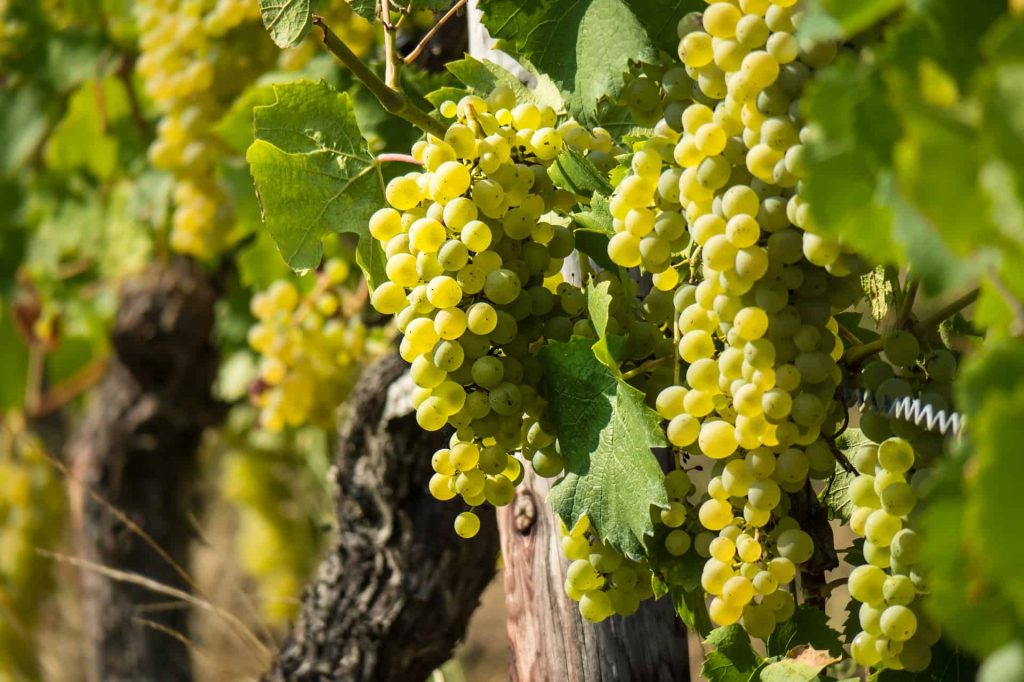Cele mai apreciate soiuri de struguri pentru vin alb